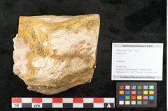 Foto (Objekt + Etikett) von Quercus sp.  (NHMW-GEO-2024-0188-11584)